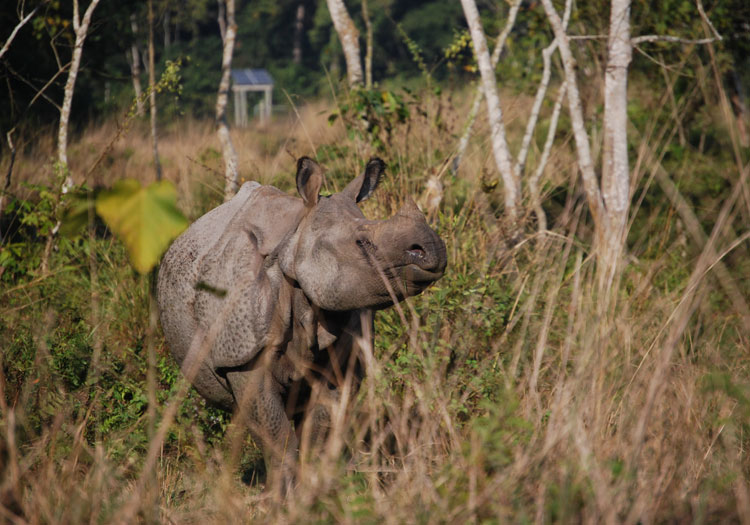 Lumbini, Chitwan, Pokhara Tour - 8 days