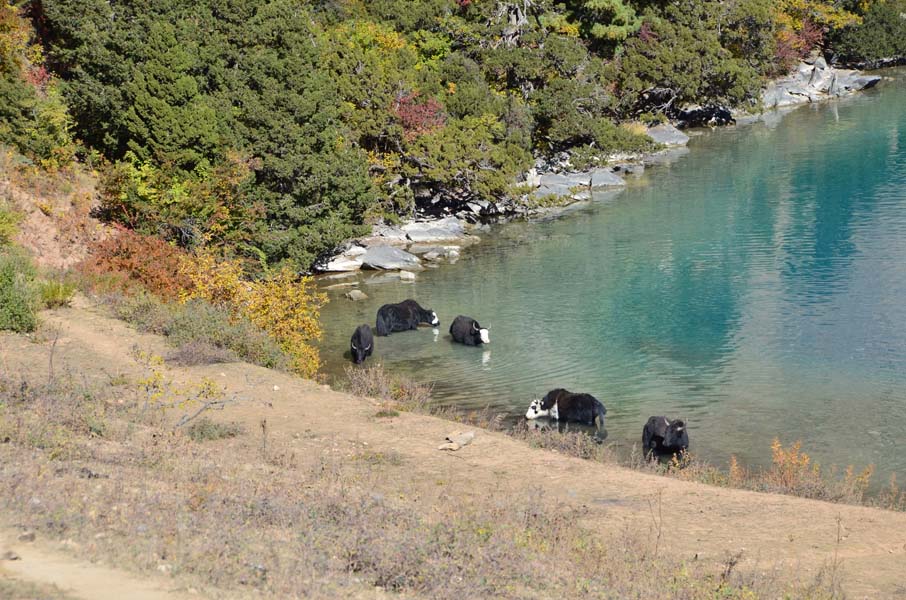 Lower Dolpo Phoksundo Lake Trek