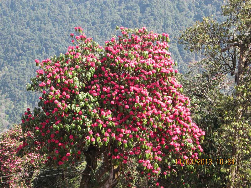 Ghorepani Poon Hill Trek - 7 Days 