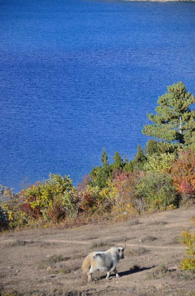 Lower Dolpo Phoksundo Lake Trek