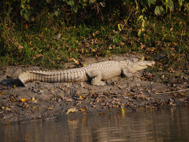 Lumbini, Chitwan, Pokhara Tour - 8 days