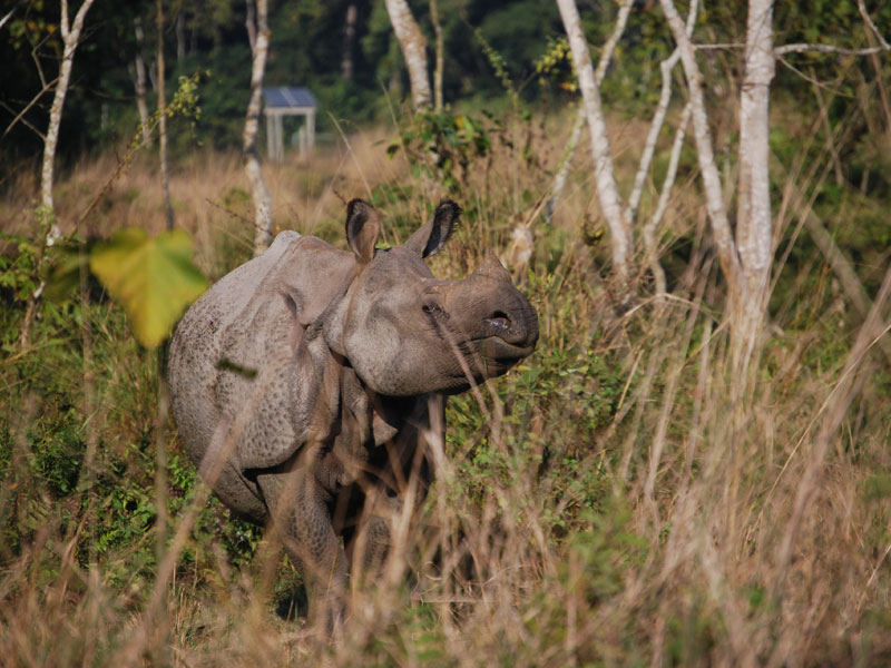 Lumbini, Chitwan, Pokhara Tour - 8 days