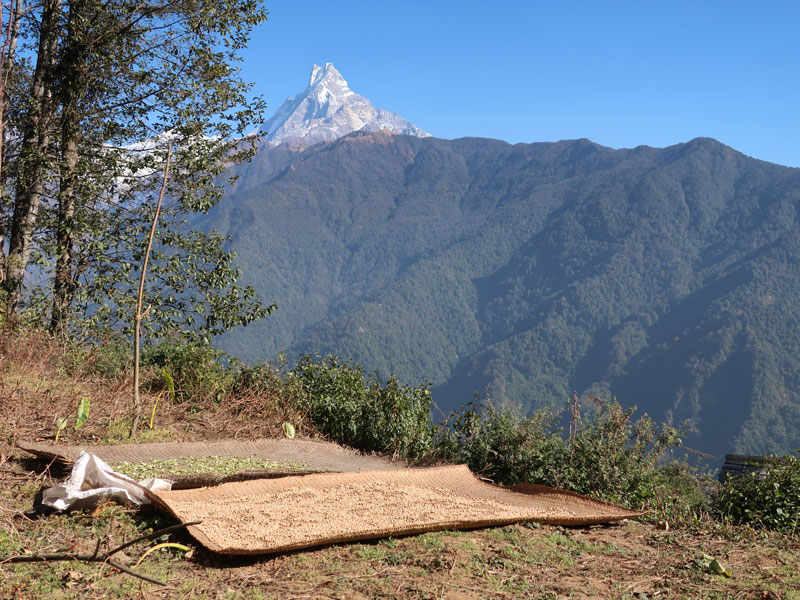 Ghorepani Poon Hill Trek - 7 Days 