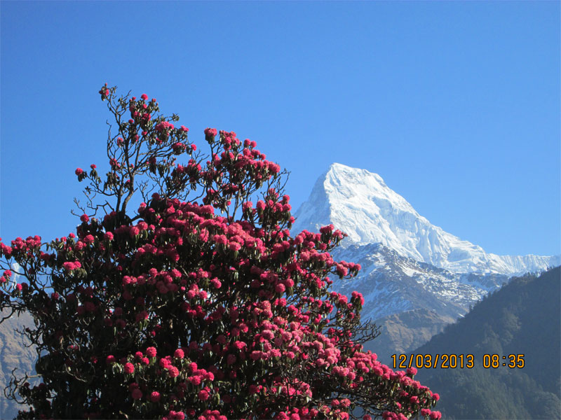 Ghorepani Poon Hill Trek - 7 Days 