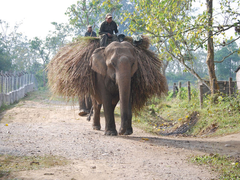 Lumbini, Chitwan, Pokhara Tour - 8 days